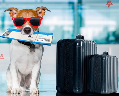 La innovadora franquicia Pet World Travel llegó a GAF